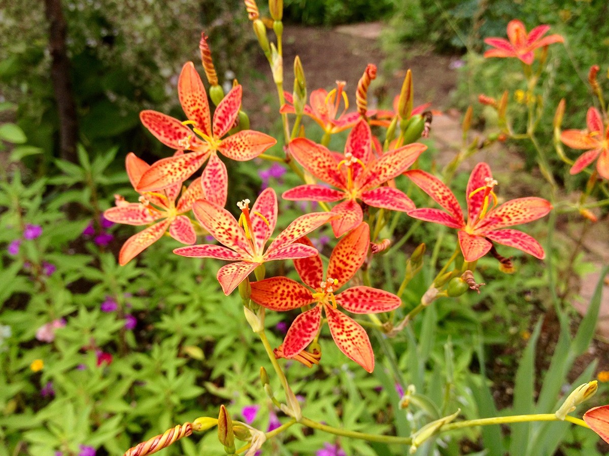 2 Blackberry Lily (aka- Leopard lily)~live, shipped bare-root