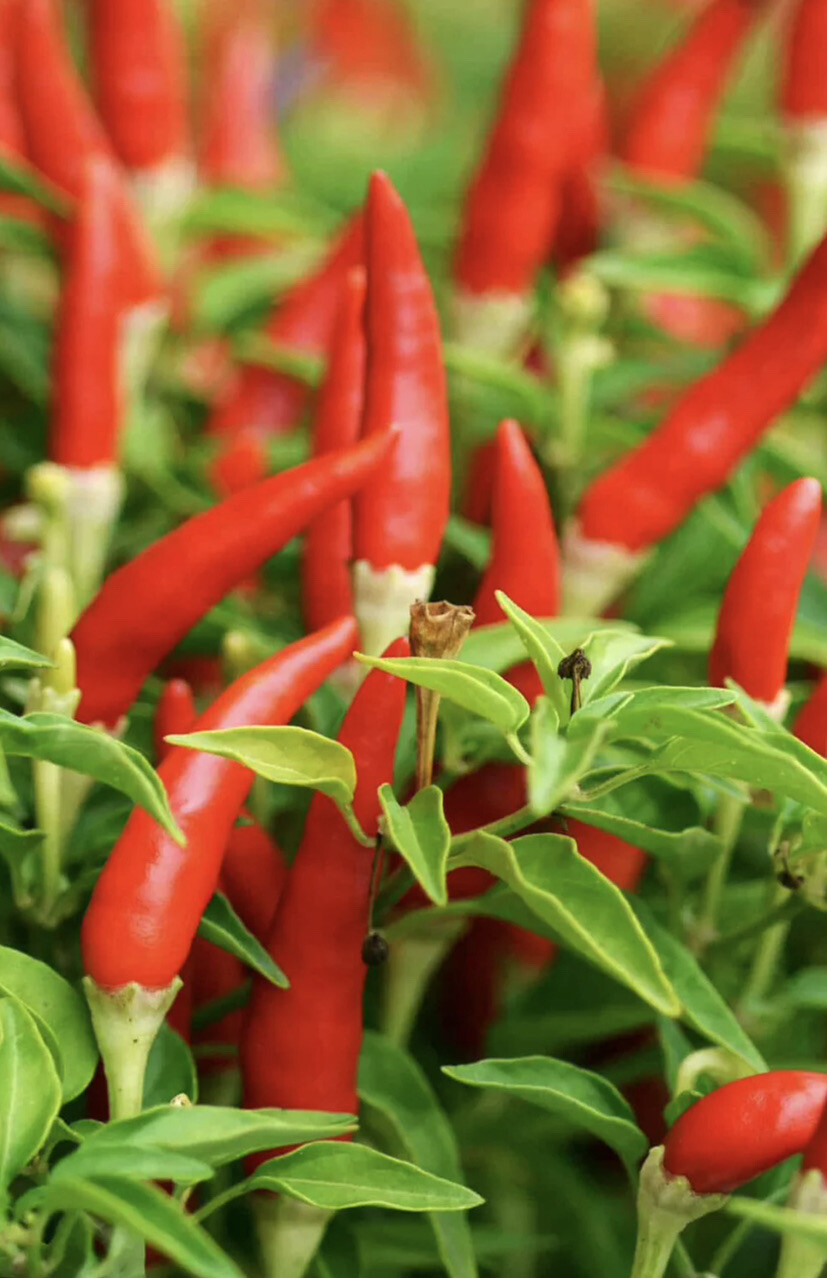 100 + Thai red chili Hot Pepper Organic Seeds – ot sung