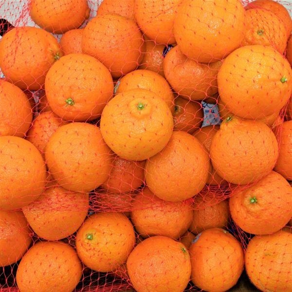 25 Dwarf Mandarin Orange Tree Organic Seeds – Citrus reticulata