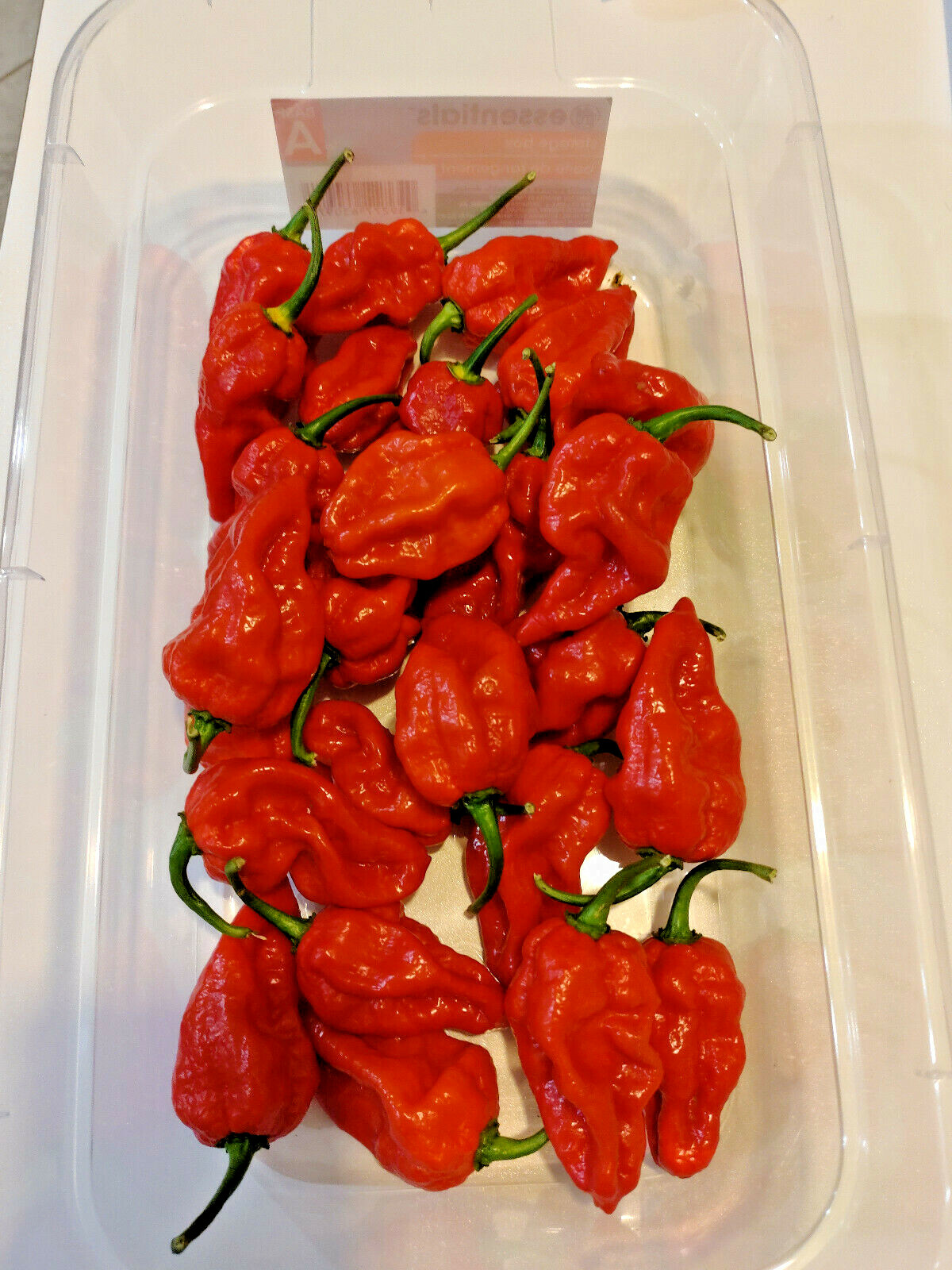 30+ RED SAVINA HABANERO CHILE PEPPER SEEDS Growing Instructions Included 2022