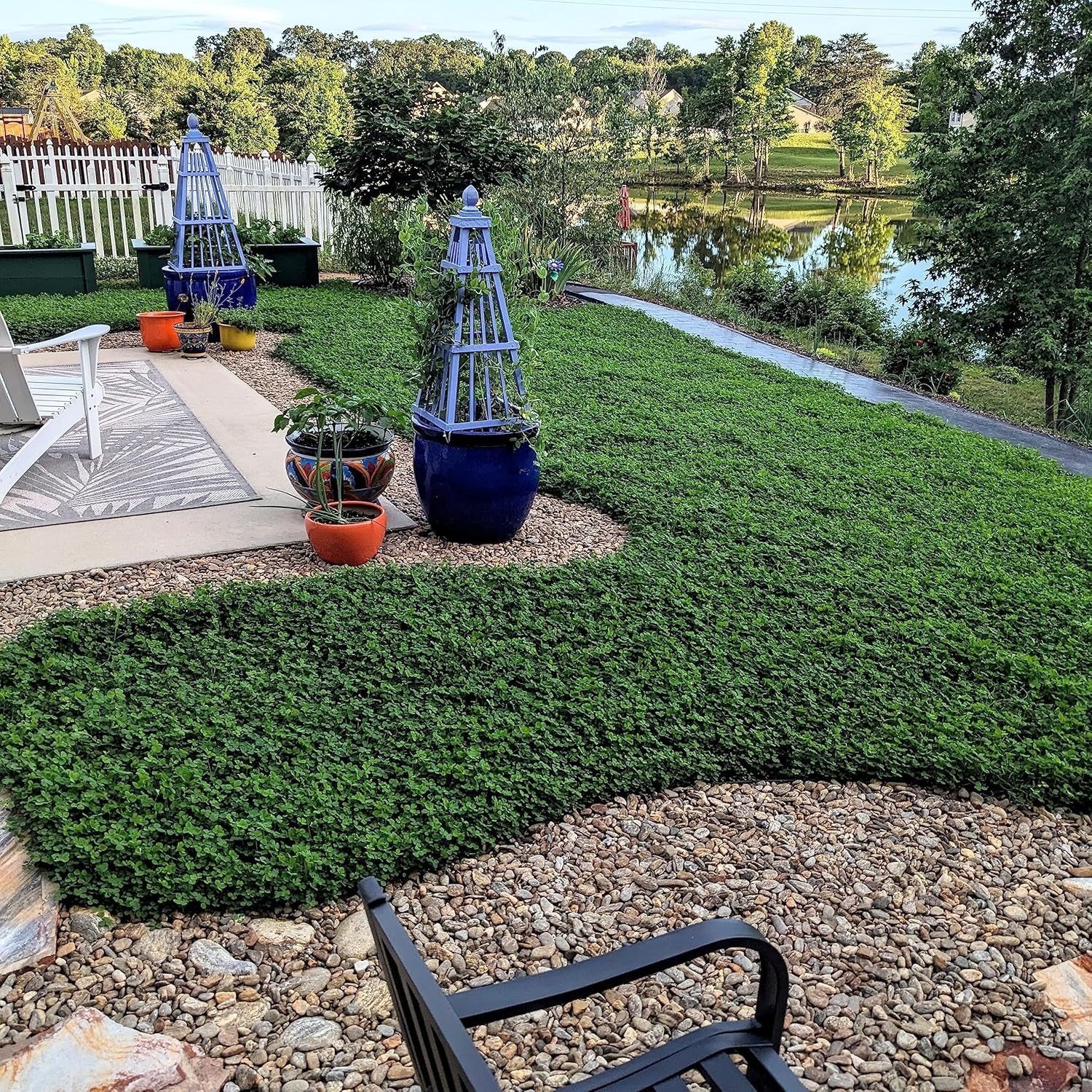 Perennial Micro Clover Seeds – Drought-Tolerant Ground Cover=*