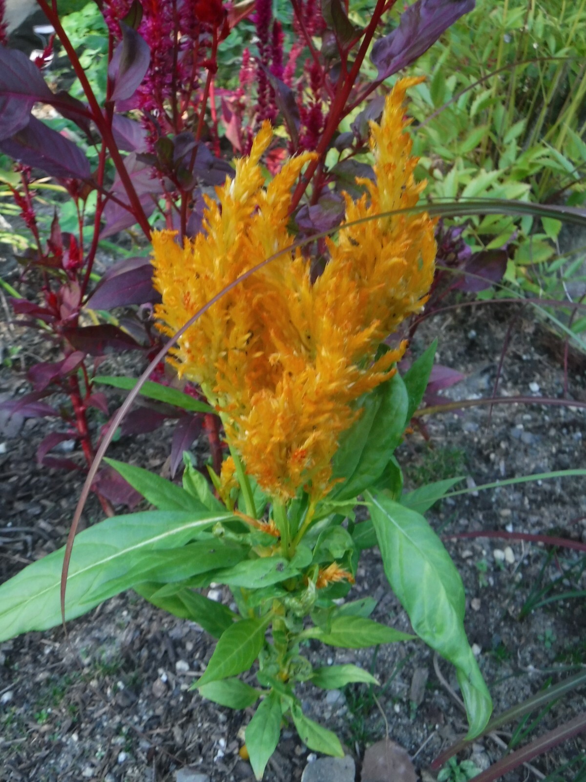 celosia pampas plume, feather mix 25+ Seeds