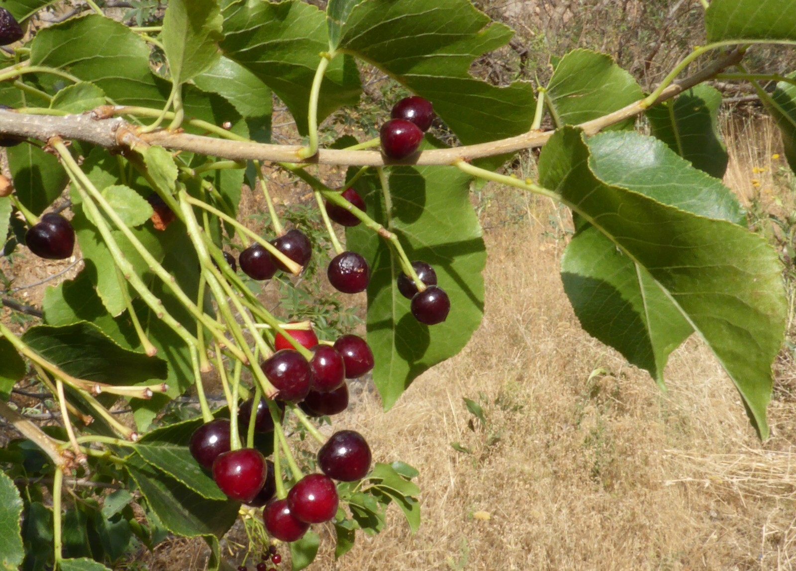 Arabian Cherry Flower Tree | Premium Seeds | Prunus mahaleb ‘Spring’ | Plants’®