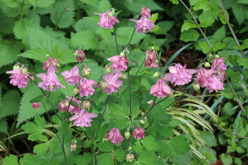 75 + Pink Double Columbine seeds -rare & organic – FREE S/H