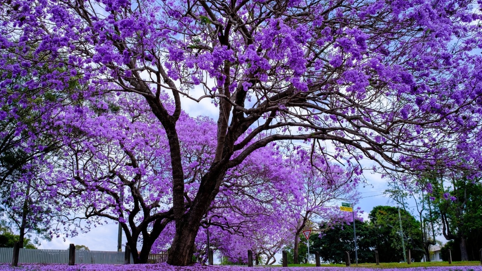 Jacaranda Mimosifolia Bonsai Tree Seeds (1,000 Seeds) + Growing Instructions