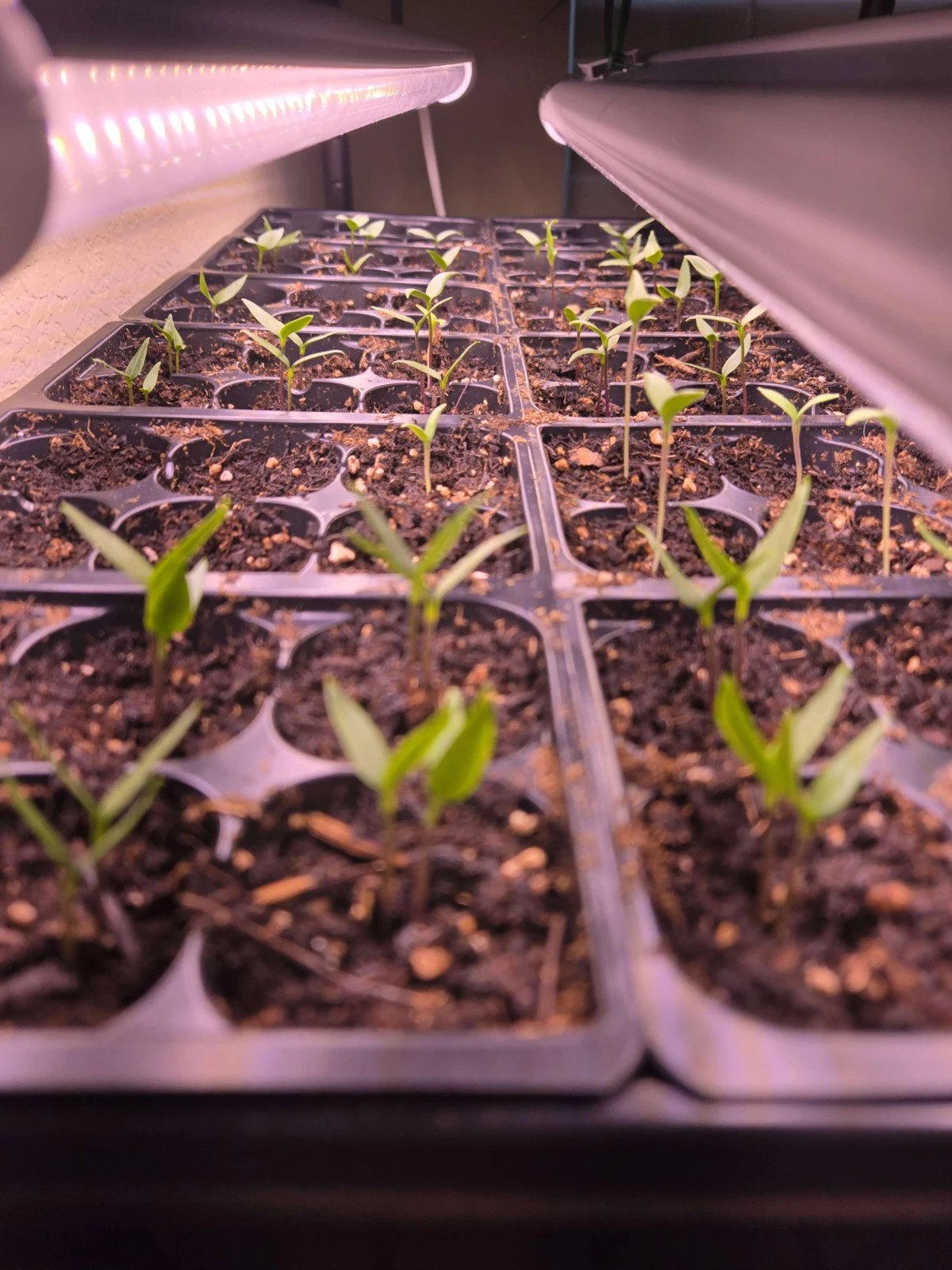 50 Cherry Bomb Sweet Pepper Seeds| Heirloom (RARE VARIETY)- FREE SHIPPING!