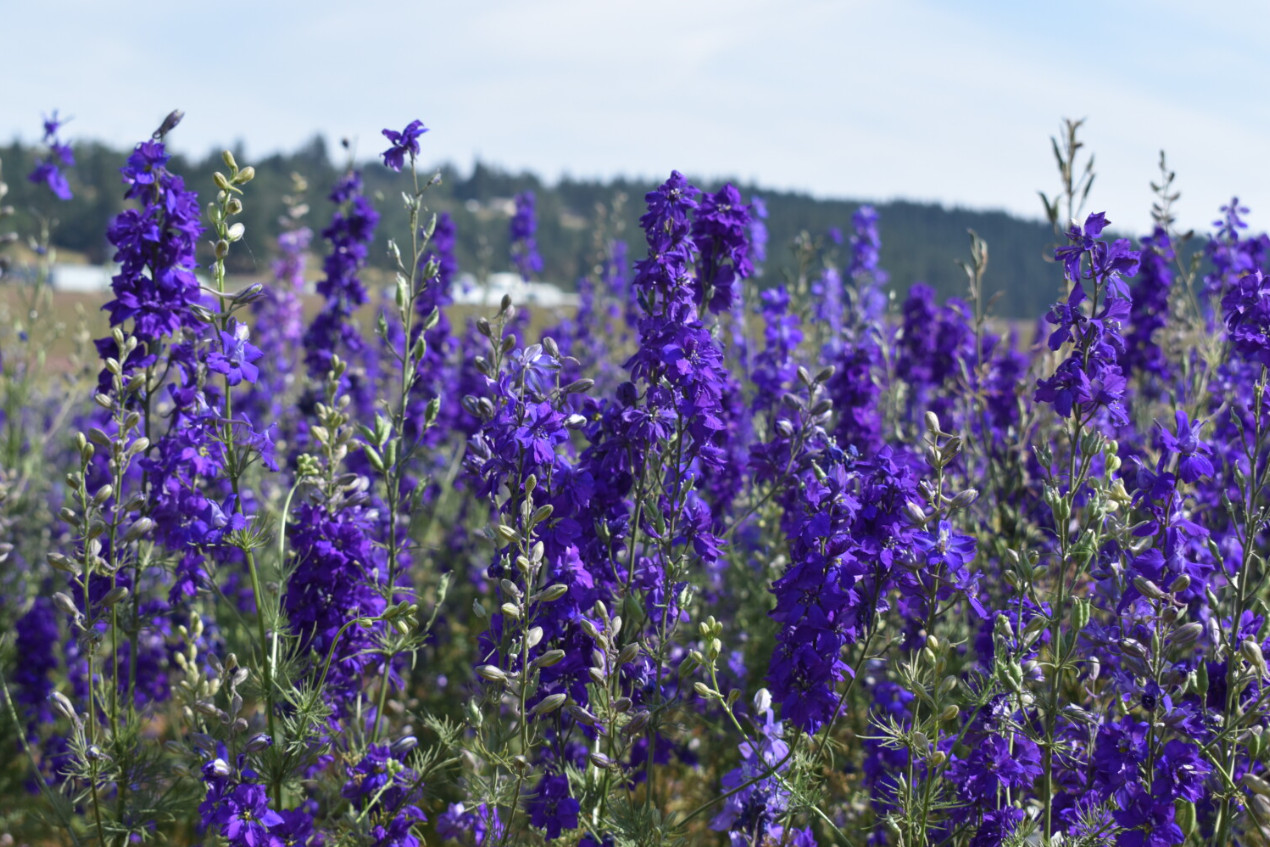 Rocket Larkspur Delphinium DARK BLUE PURPLE Flowers Pollinators NonGMO 500 Seeds