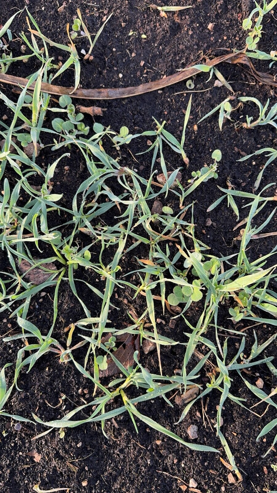 High Attraction Clover Food Plot Seed Mix Fast growth Big tonnage 1 Acre