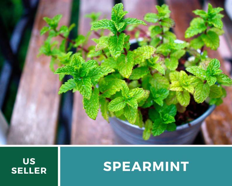 Spearmint – 250 Seeds – Medicinal & Culinary Herb – Heirloom GMO Free