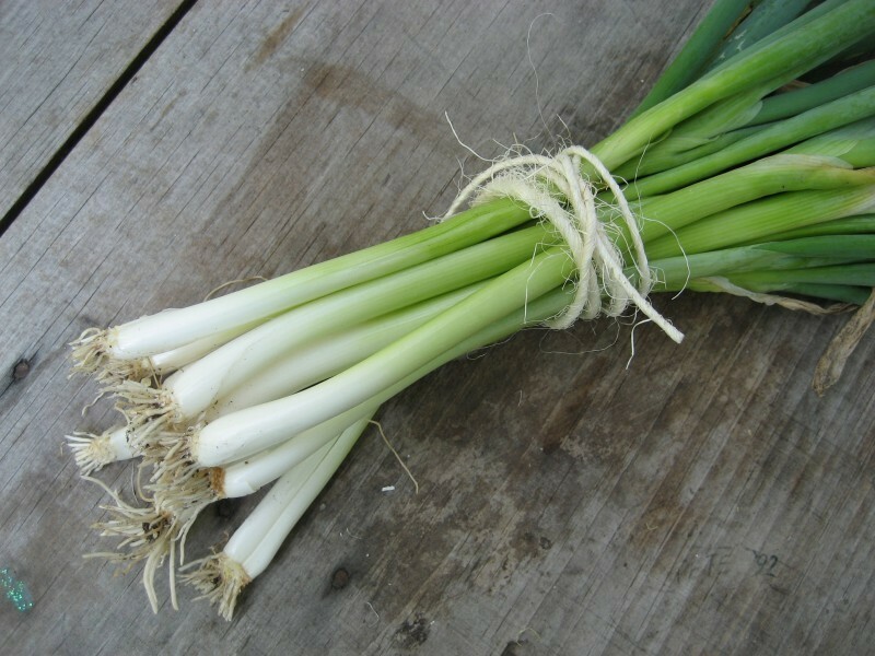 200+ Evergreen White Bunching Onion Seeds, Open-Pollinated NON-GMO, Fresh Seeds 