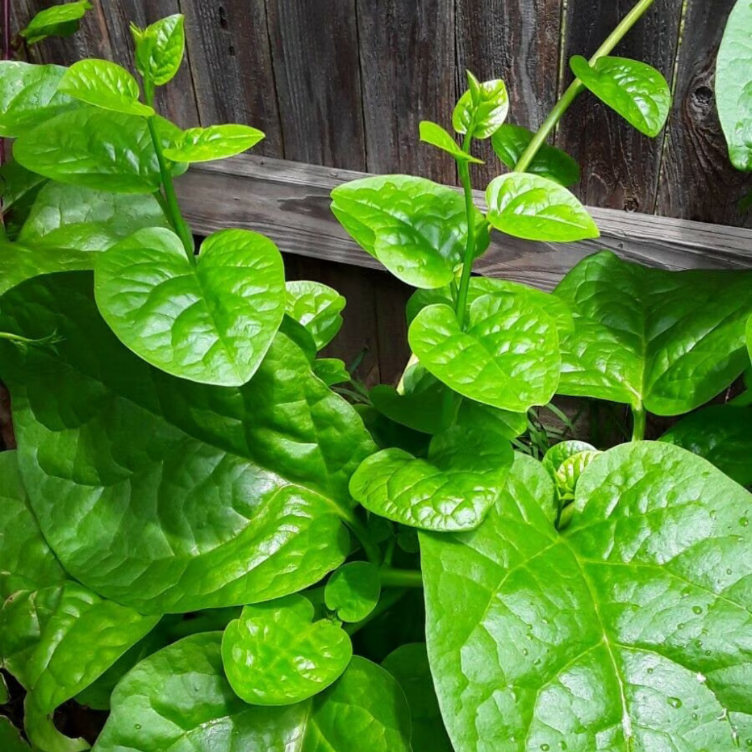 Fresh Green Malabar Spinach Seed | Mong Toi | Heirloom Non-GMO | Asian Vegetable