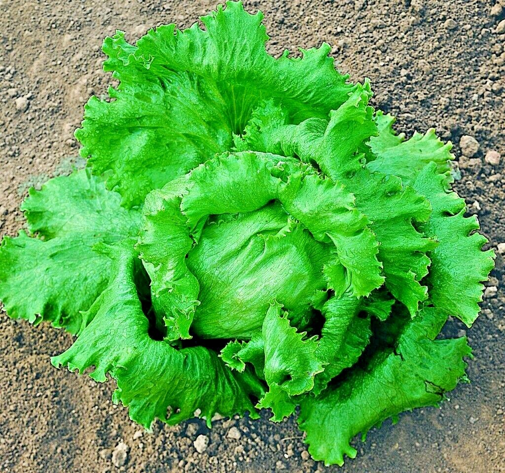 601+GREAT LAKES BATAVIAN Head Lettuce Seeds Organic Spring Fall Garden Container