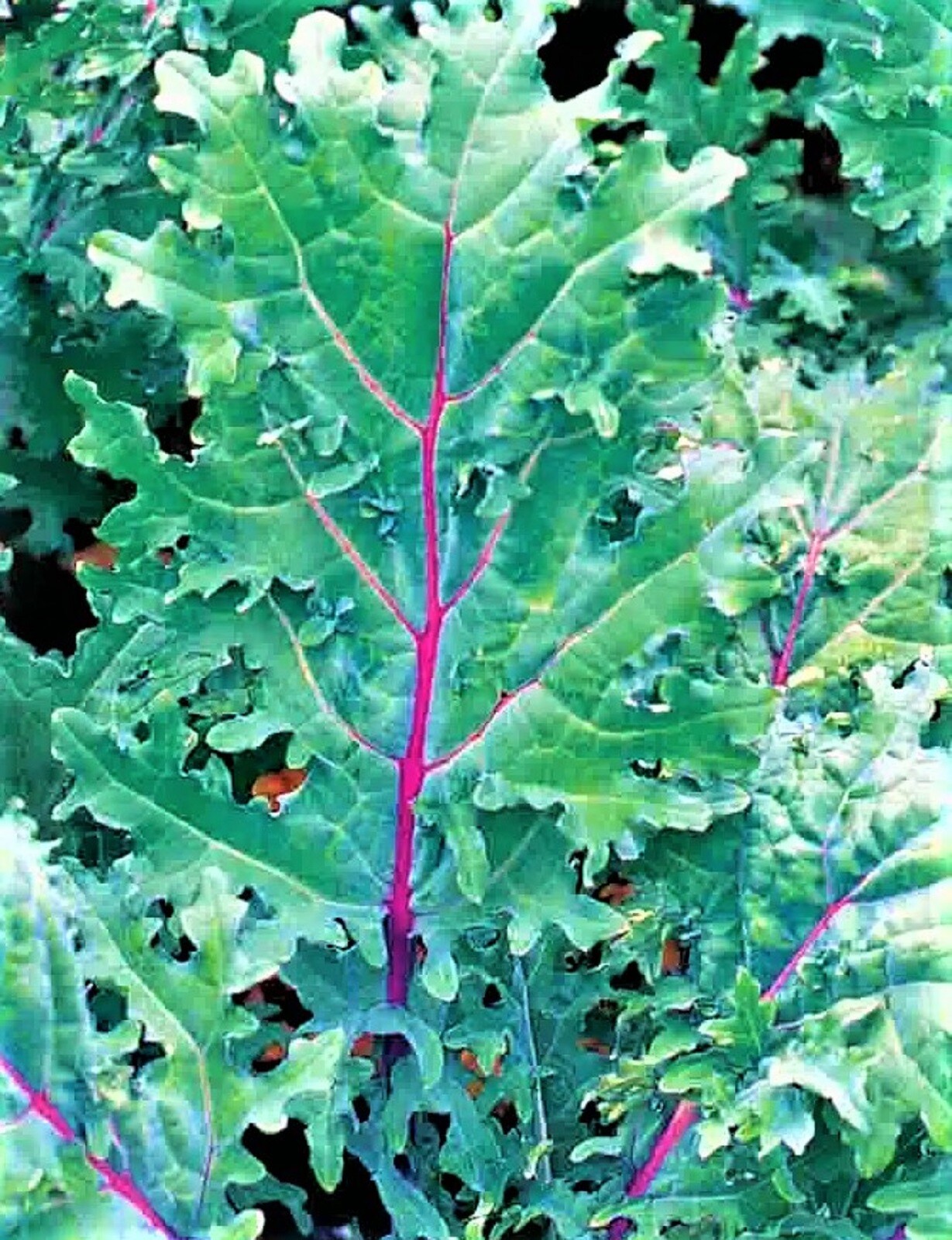 Red Russian Kale Seeds 200+ SEEDS NON-GMO –BUY 4 ITEMS FREE SHIPPING