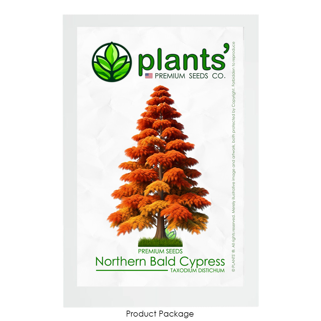 Northern Bald Cypress Tree | Premium Seeds | Taxodium distichum ‘Fall’ | Plants’