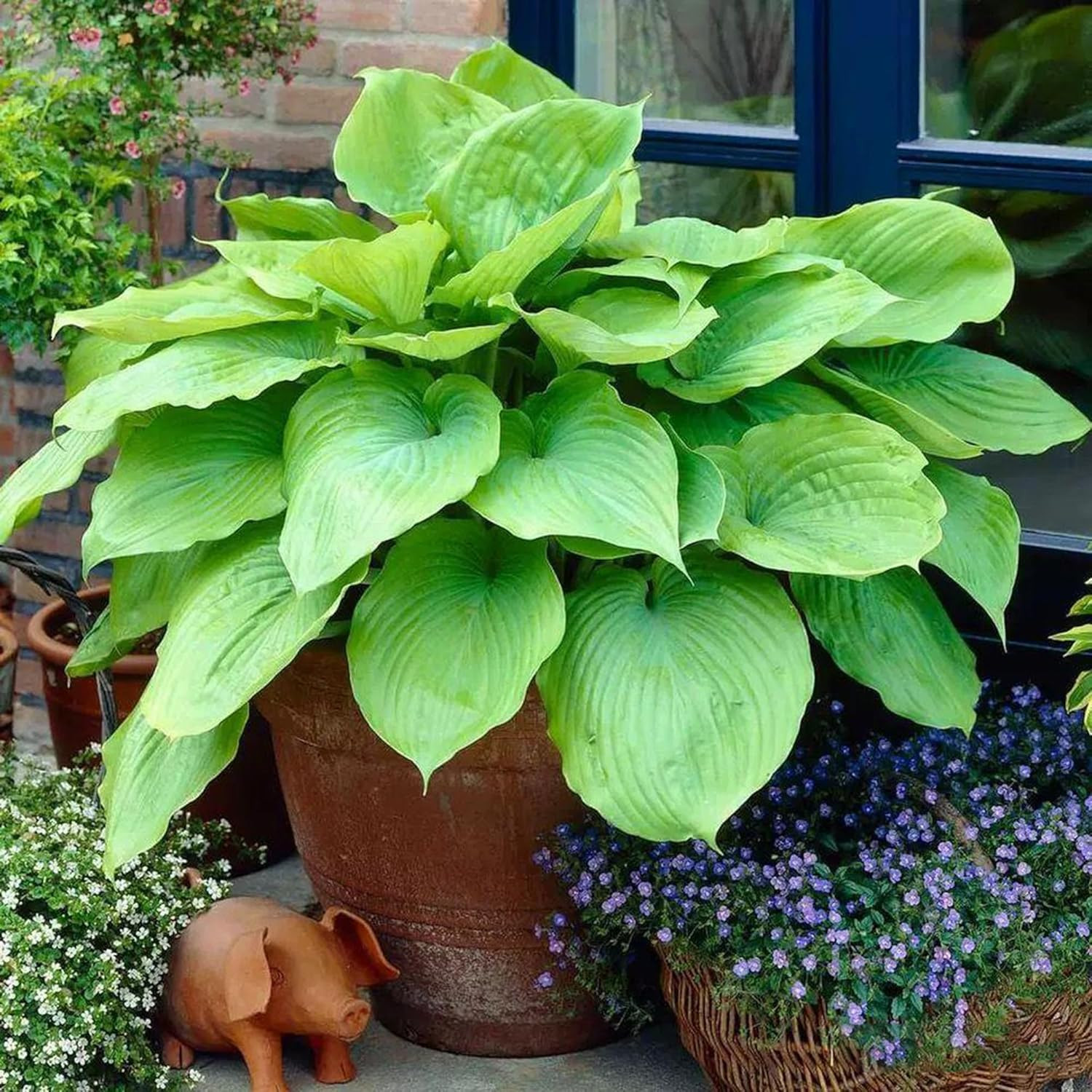 Hosta Seeds for Planting, 290+Pcs Rare Perennial Hosta Flower Seeds Plants, Non-