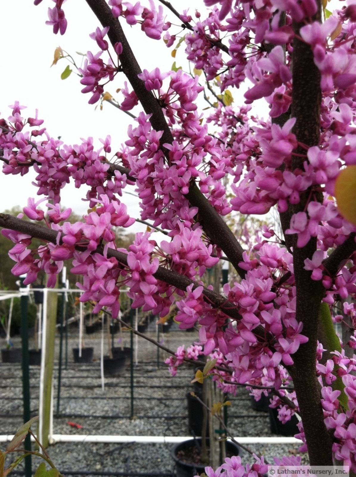 Eastern Redbud tree (Cercis canadensis) 1 year old plant 6-10 inches tall