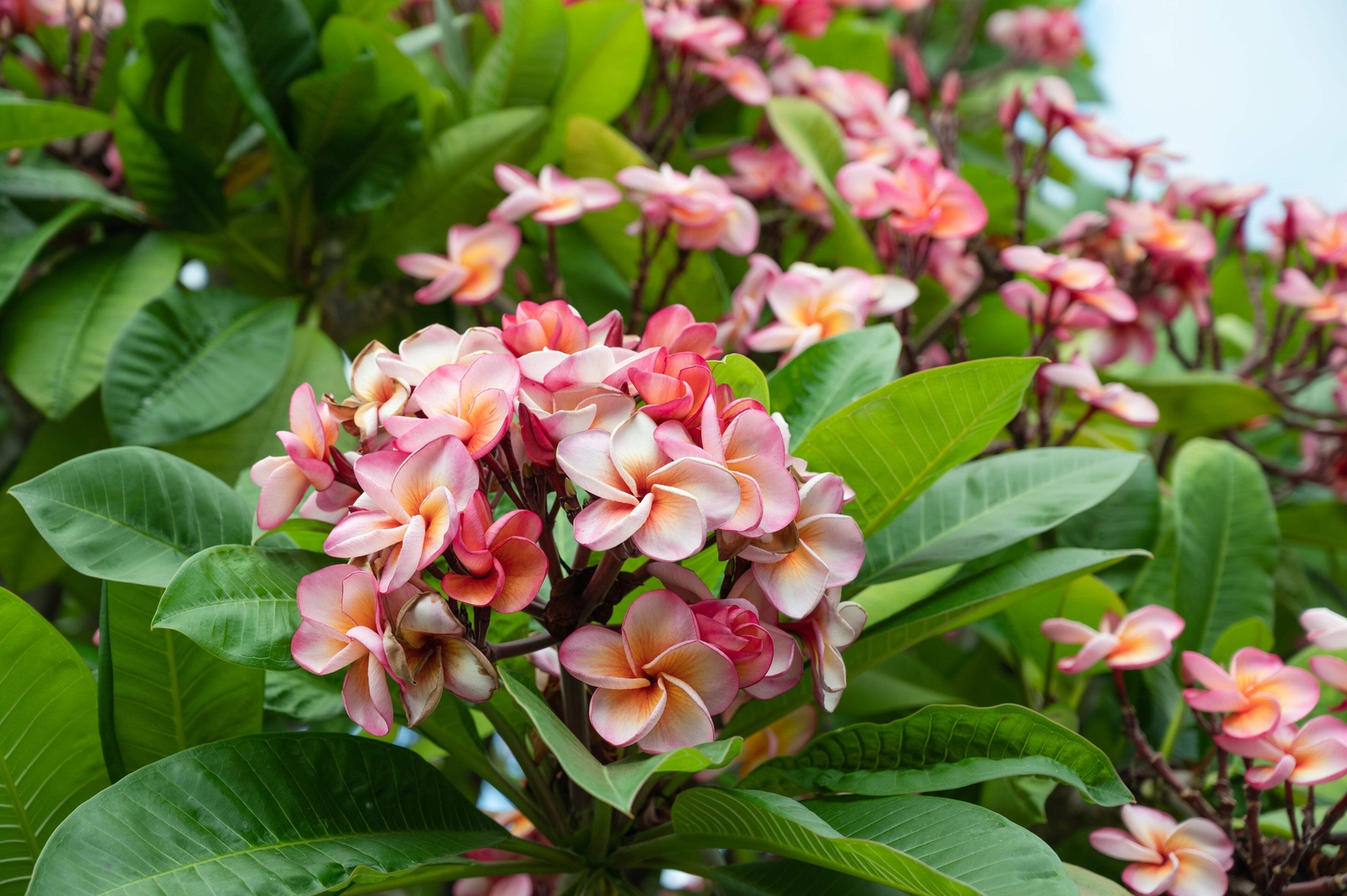 10 MIXED COLORS PLUMERIA Seeds – Lei Flower Frangipani Mix Pink Red Yellow White