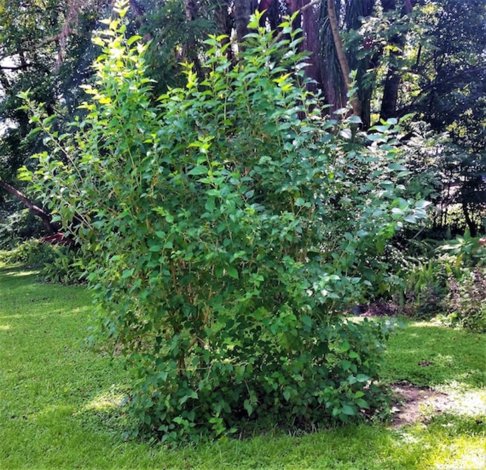 Dwarf black Mulberry ‘Dwarf Everbearing’ (Morus nigra) 5-10′ tall