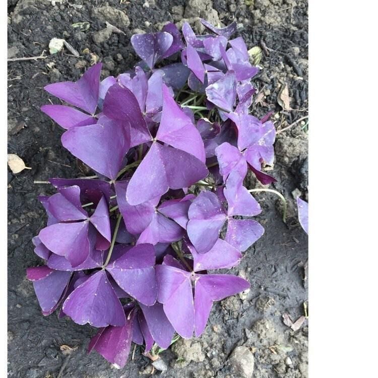 Oxalis Triangularis “MYKE” Wood Sorrel (Purple Shamrock)-Bulb/Not Plant