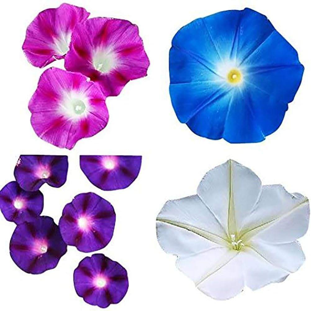 Mixed Morning Glory Seeds for Planting – 200 Fresh Seeds – Blue, Purple, White,