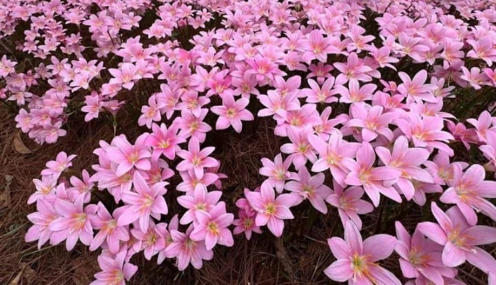 3 Lycoris Squamigera Bulbs (Surprise Lily / Naked Lady) FREE SHIPPING