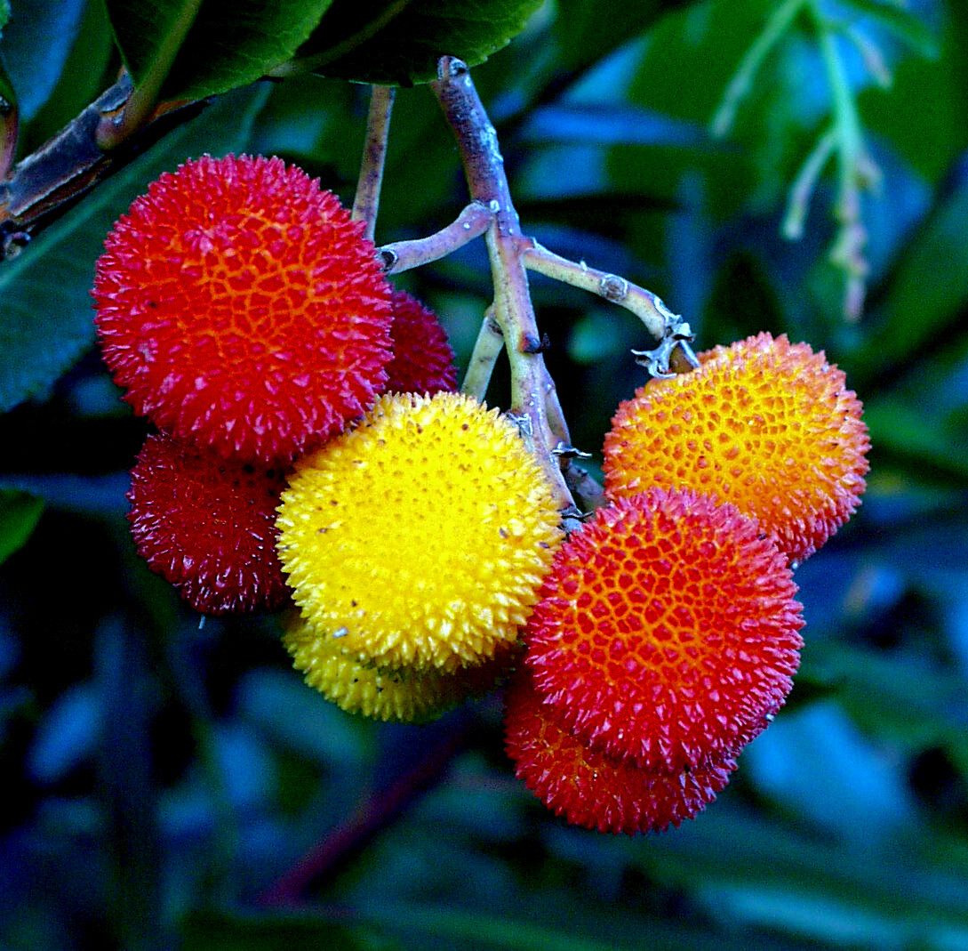 STRAWBERRY TREE SEEDS Arbutus Unedo Garden Fruit Plant Irish Killarney RARE!