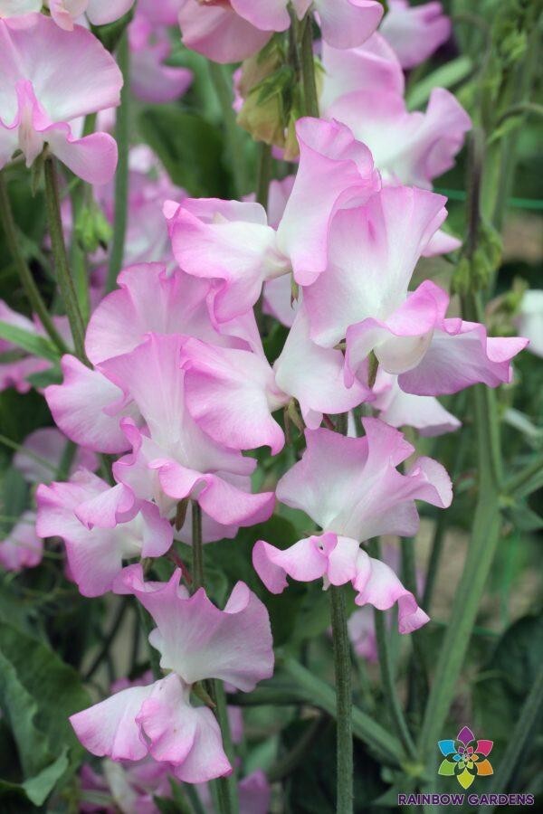 50+ Gwendoline Sweet Pea Seeds for Garden Planting – USA – FREE SHIPPING!