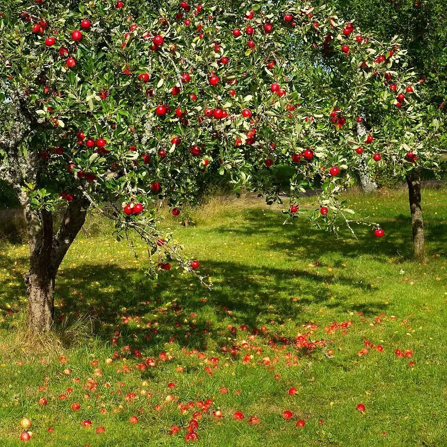 Paradise Apple | Premium Seeds | Malus pumila ‘Fruit’ | Plants’®