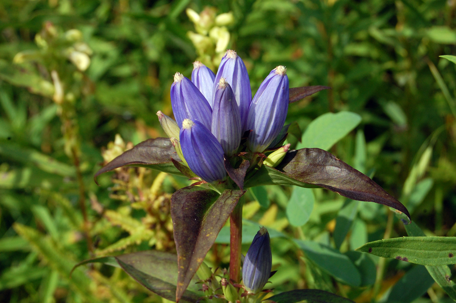 bottle gentian, GALL FLOWER blue PERENNIAL 570 seeds GroCo* Buy 10=FREE SHIPPING