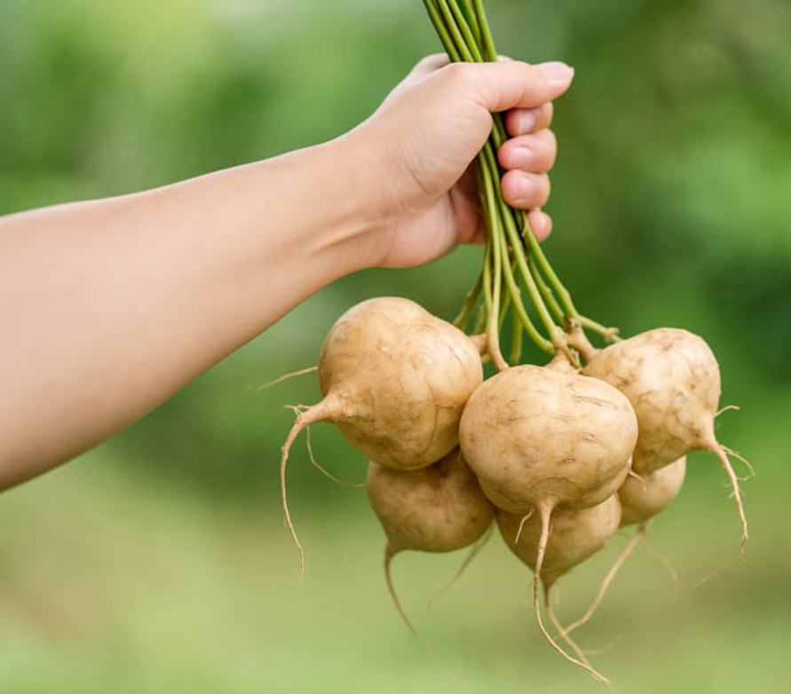 Jicama – Tropical Root Vegetable Seeds – Vine Crop – 5 to 1000 Seeds