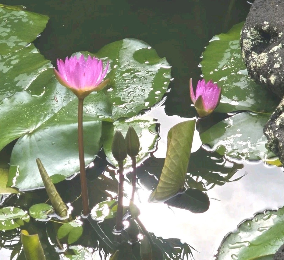 TWO Aquatic Hardy Sacred Pink Water Lily Plant FRESH Mature Rhizomes 3″- 4″