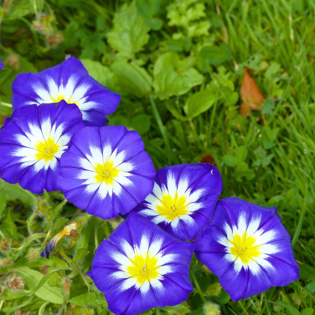 Fresh Morning Glory Seeds | Royal Ensign | Heirloom Non-GMO | Flower Seeds