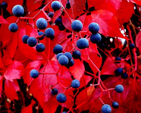 Virginia Creeper Vine Seeds Parthenocissus quinquefolia Fast Hardy Climber Plant