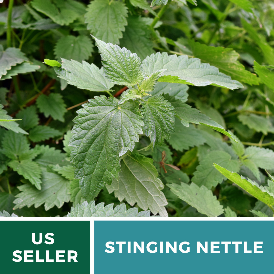 Stinging Nettle – 100 Seeds – Culinary& Medicinal Herb – GMO Free -Urtica Dioica