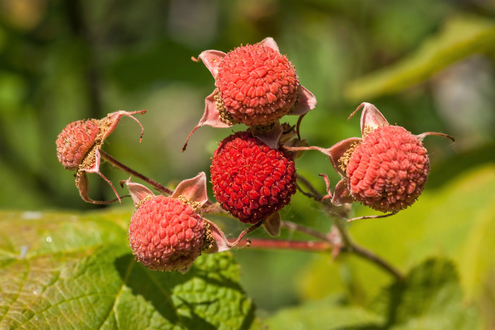 50 THIMBLEBERRY Rubus Parviflorus Red Berry Fruit Native Sun Shade Shrub Seeds