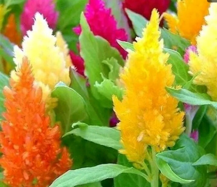 20 +Celosia MIXED PAMPAS PLUME seeds Striking Colors FlowersNon-GMO USA seller