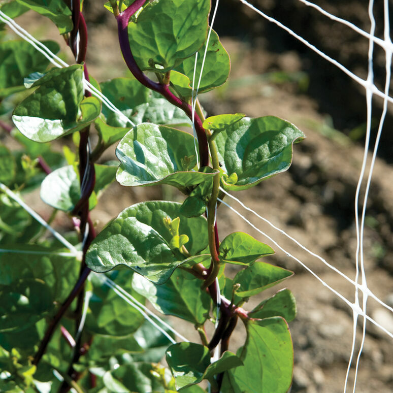 75 Red Stem Malabar Spinach Basella alba “rubra” Free Shipping Non-GMO USA