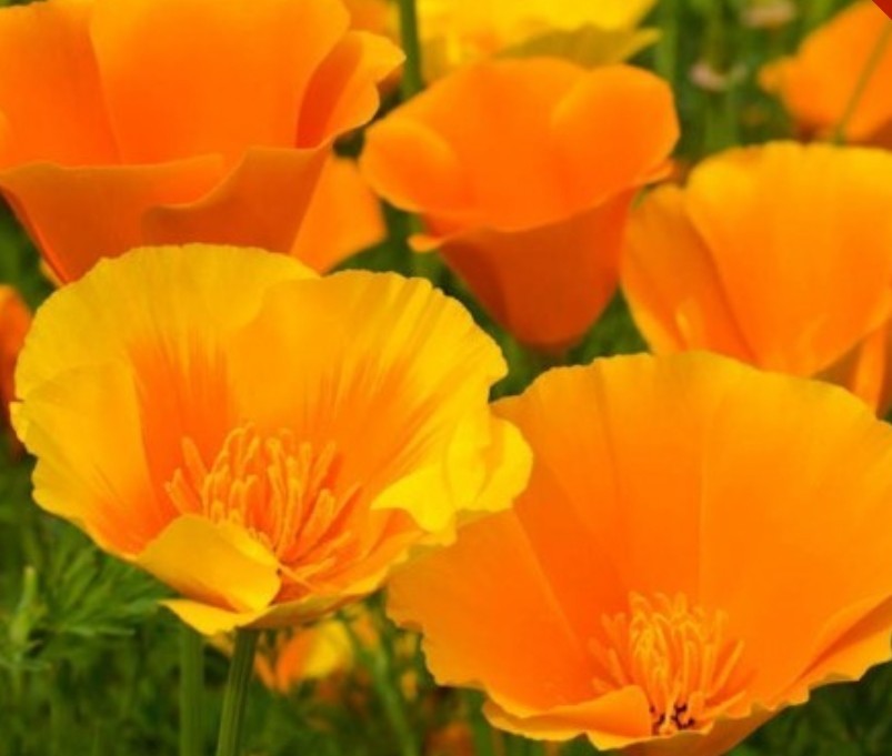 300+ Orange California Poppy Seeds **Fresh Seeds** ~~Free Shipping~~