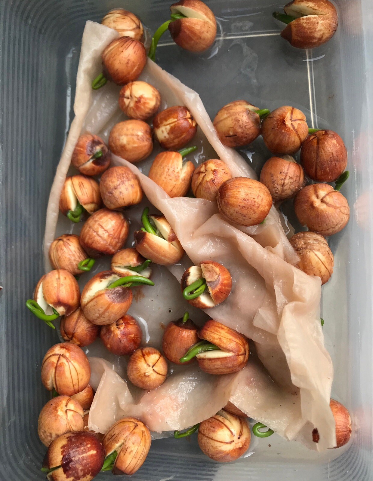 5 Pink Lotus SEEDS | Nelumbo Nucifera | USA Seller