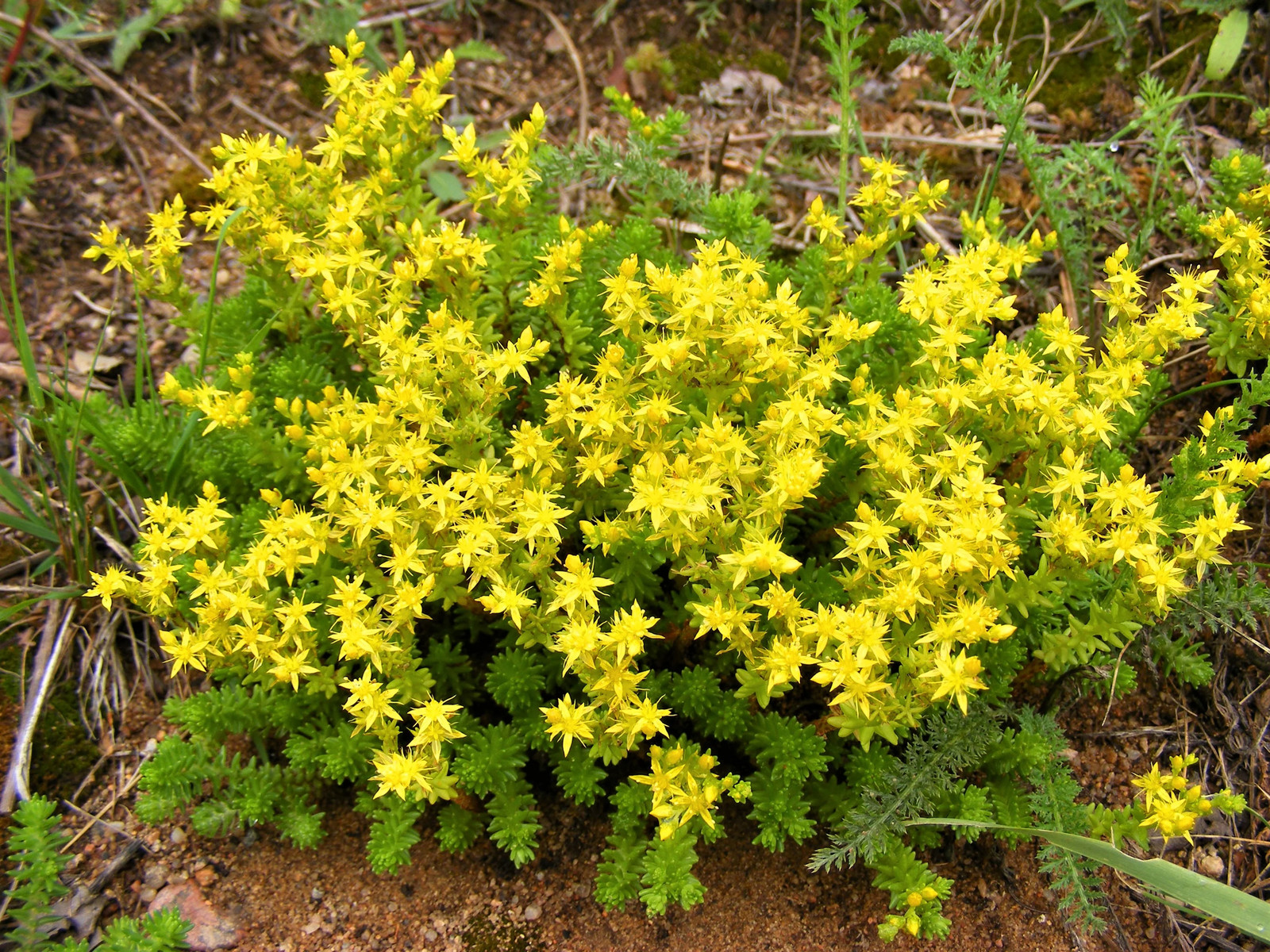 150 MIXED SEDUM Stonecrop Succulent Groundcover Red Pink Purple + Flower Seeds