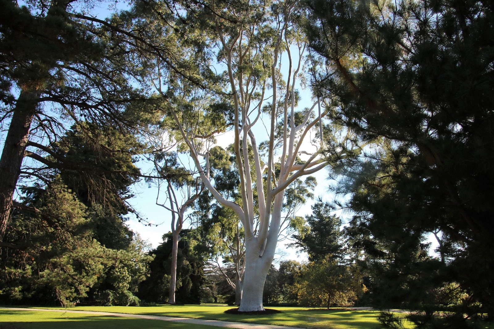 50 LEMON SCENTED EUCALYPTUS Citriodora Tree Lemon Bush Spotted Gum Flower Seeds