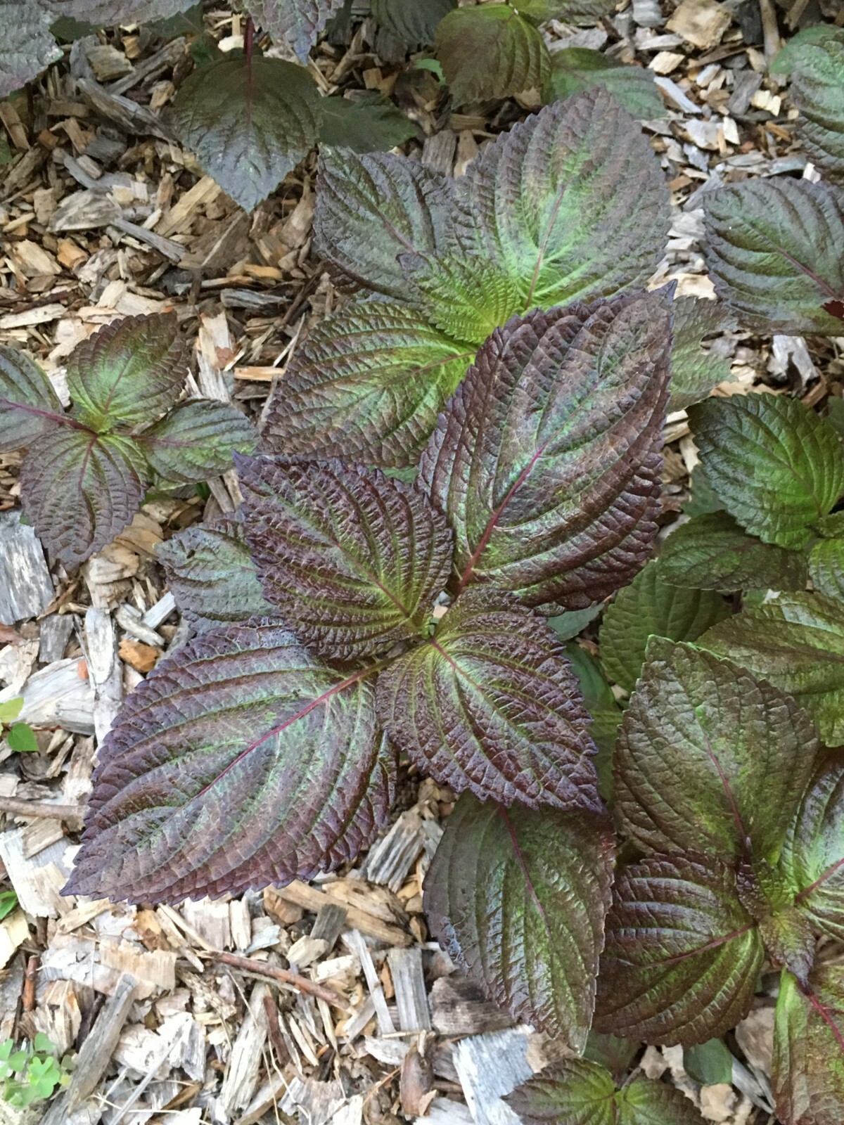 Beefsteak (Perilla Frutescens) 50 Seeds
