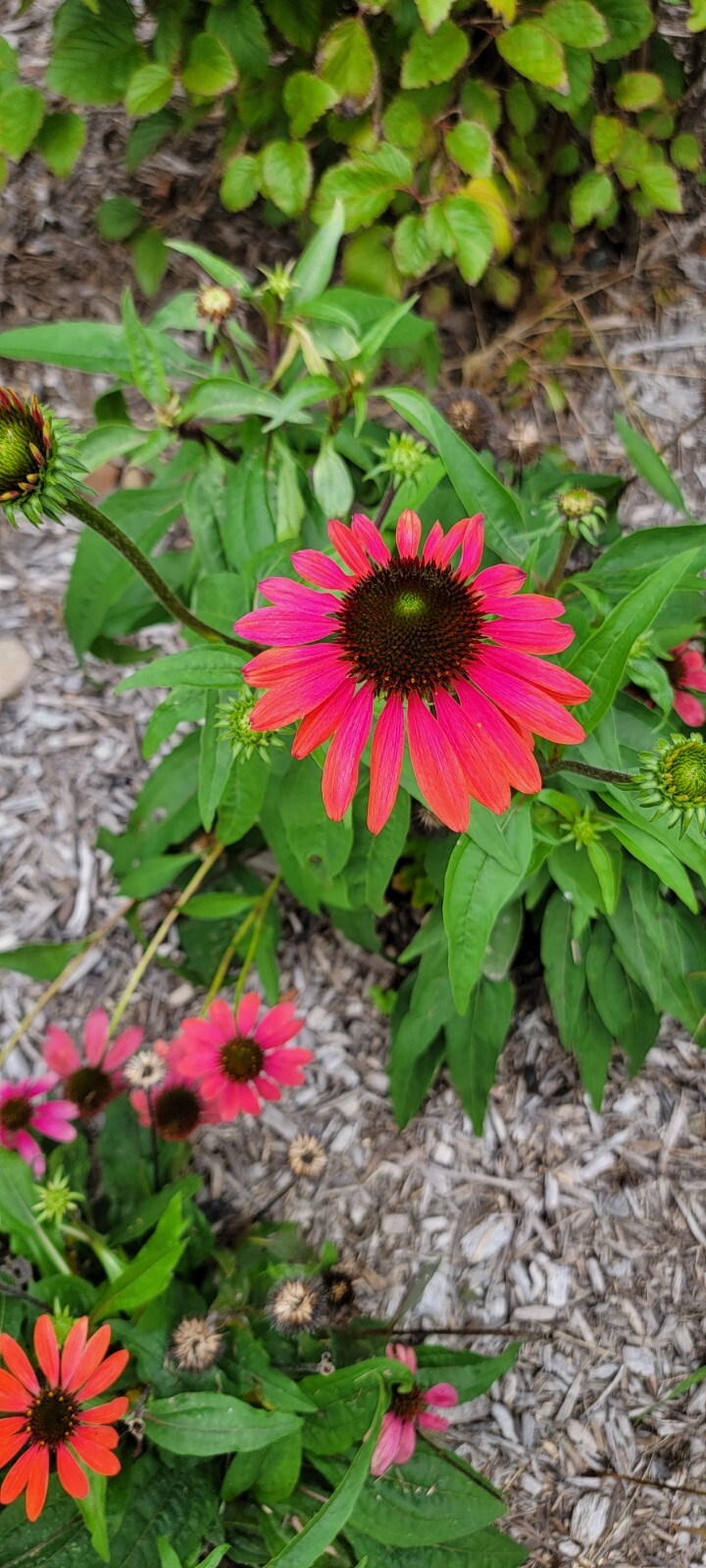 100 SEEDS CHEYENNE SPIRIT CONEFLOWER Echinacea in Orange Red Yellow Purple Pink