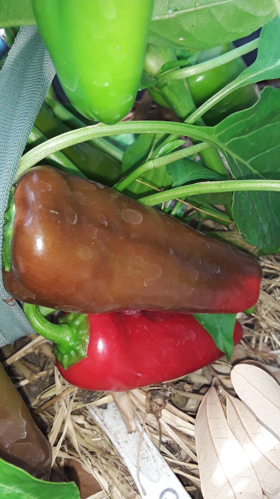 50+ Candy Cane Pepper seeds. Very sweet and hot. Open Pollinated