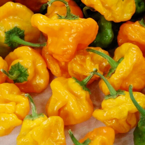 JAMAICAN YELLOW MUSHROOM HOT PEPPER SEEDS 30+ spicy CULINARY FREE SHIPPING