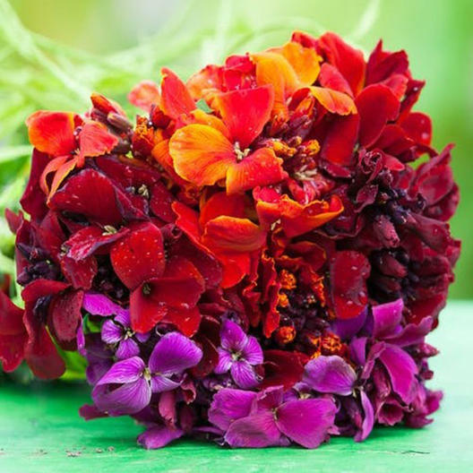 Wallflower PASSION MIX Red Orange Fragrant Biennial Pollinators NonGMO 200 Seeds