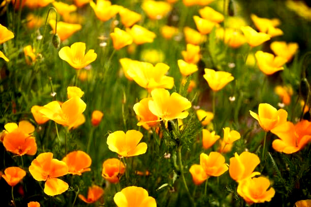 100 GOLDEN WEST YELLOW POPPY SEEDS | 2026 SALE FREE SHIPPING NON GMO HEIRLOOM