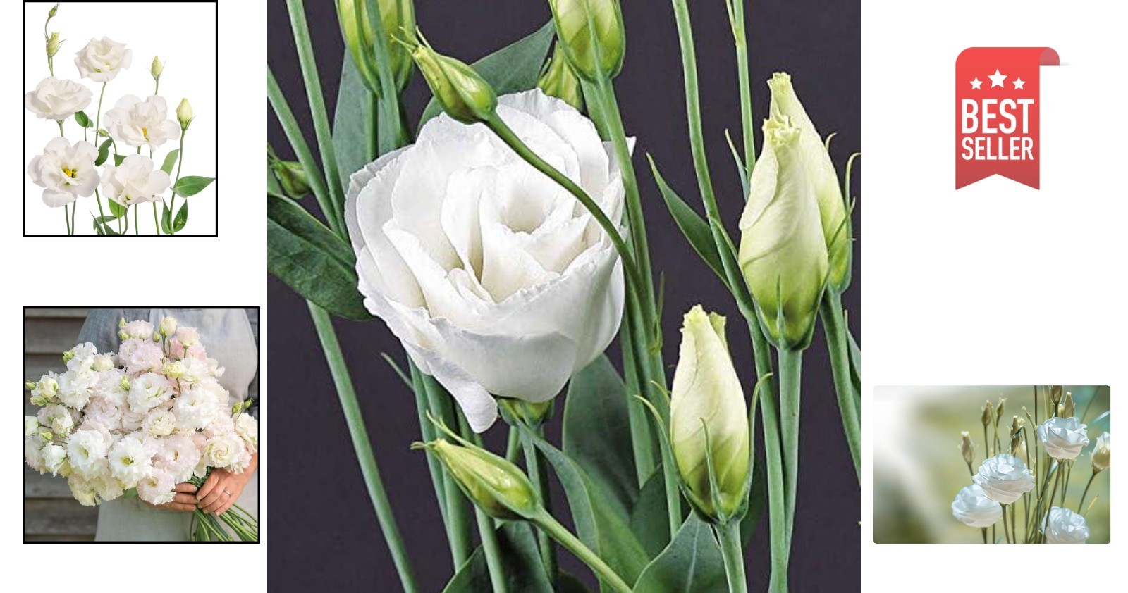 Vibrant 25 Count Lisianthus Flower Seeds – Charisma White for Your Garden