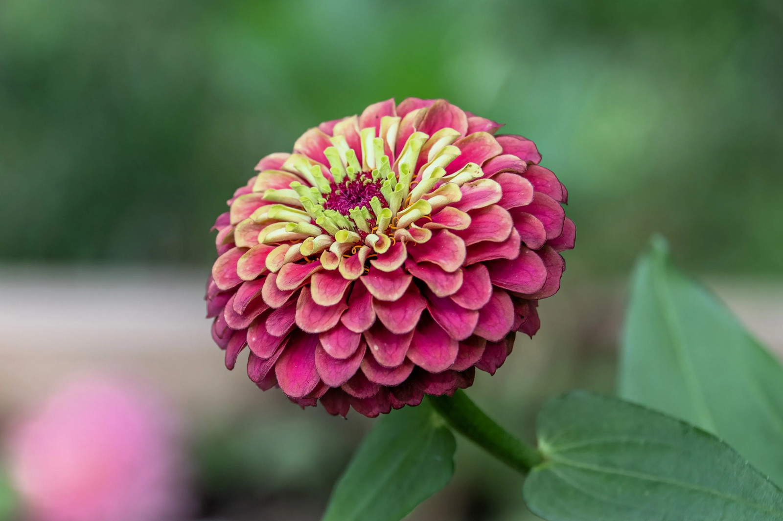 25 RED LIME QUEENY ZINNIA Elegans Green Queen Flower Seeds