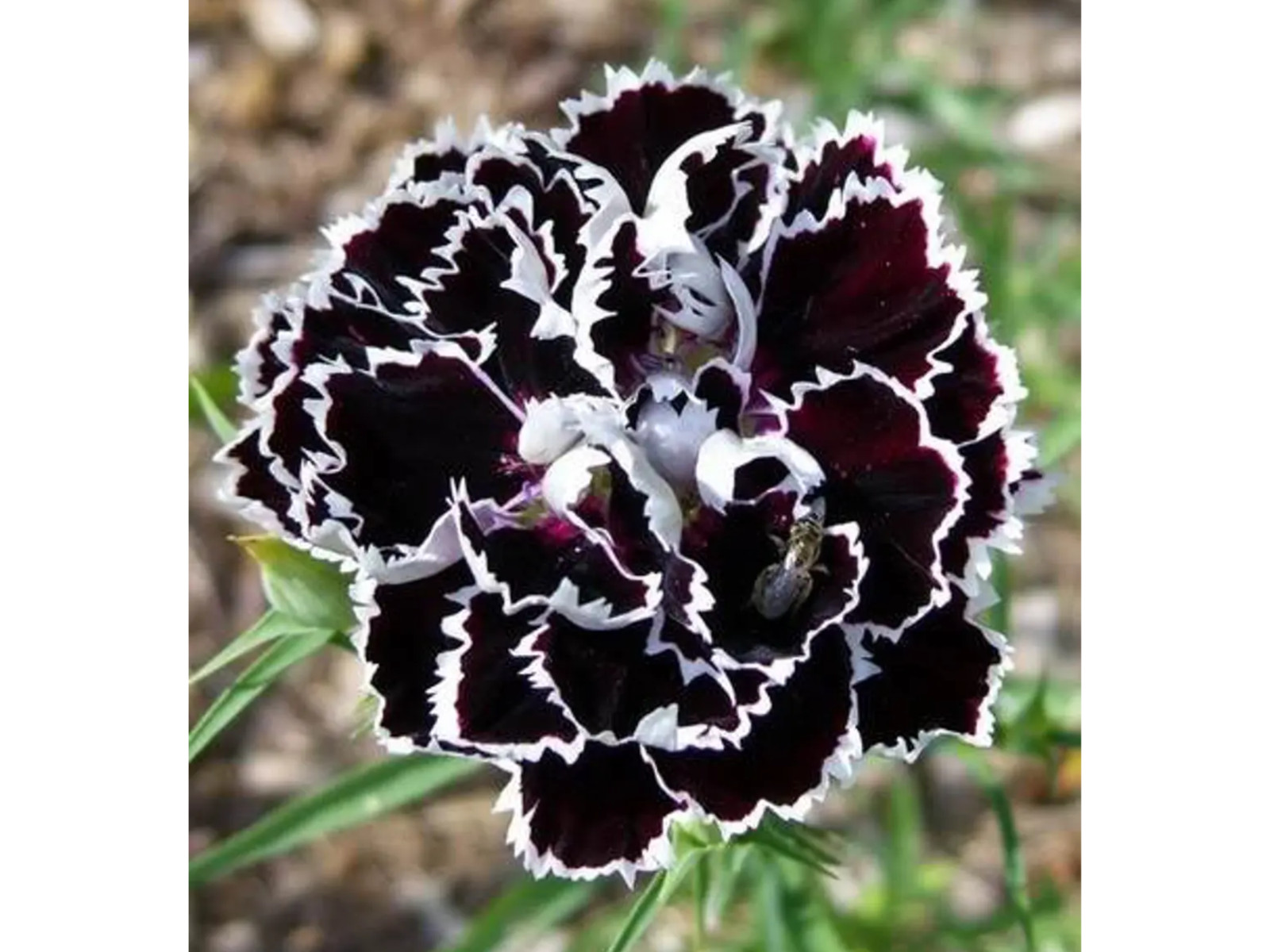 30 Seeds| China Pink ‘Black Velvet and Lace Carnations – Dianthus Flowers Seeds